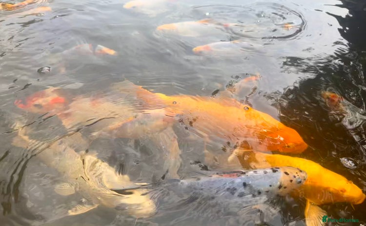 Koi Carp fish - Advert 1
