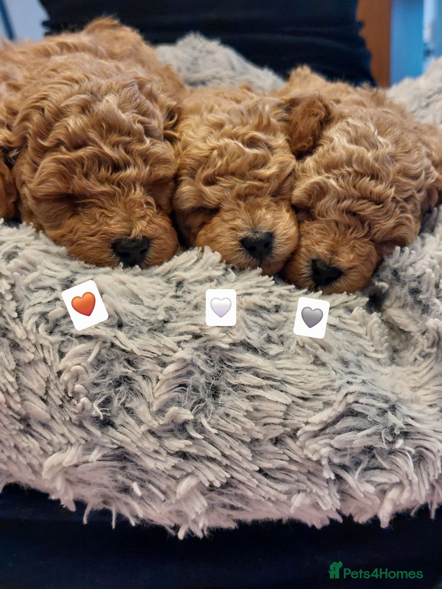 Toy Poodle dogs Tiny Asian Toy Poodle Puppies  - Advert 6