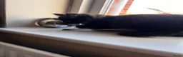 Mixed Breed cats for sale: Male kitten long haired  - Advert 7