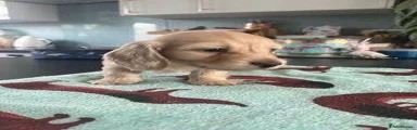 Miniature Dachshund Puppy 4