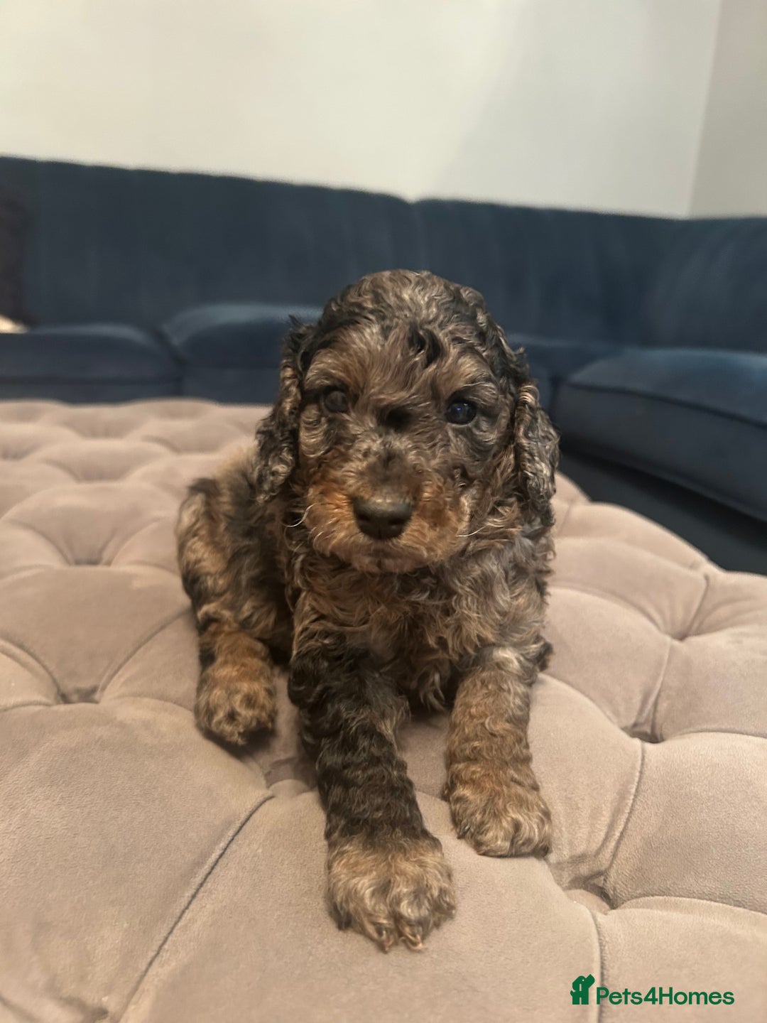 Cockapoo dogs for sale: Fb2 miniature cockapoo - Image 5