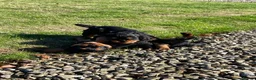 Cavalier King Charles Spaniel dogs for sale: Cavalier King Charles puppies in Northallerton - Advert 7