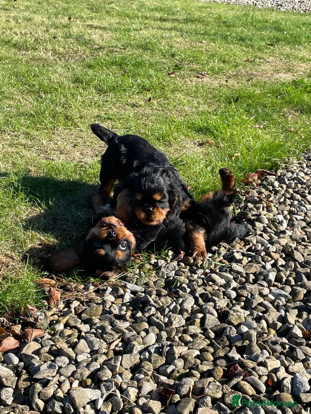 Cavalier King Charles Spaniel dogs for sale: Cavalier King Charles puppies in Northallerton - Advert 7