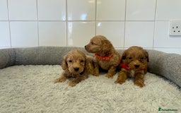 Cockapoo dogs for sale:  ❤️f1 cockapoos now having viewing 5 wks old  - Image 7