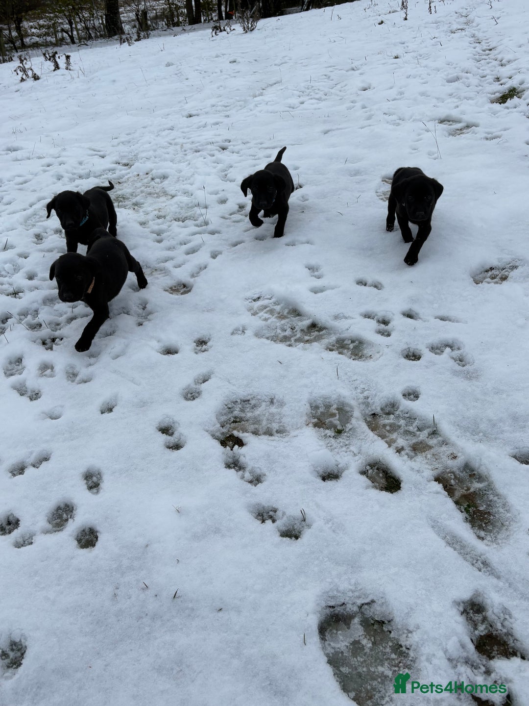 Labrador Retriever dogs for sale: Ready to leave now 3 gorgeous males pups left  - Advert 24