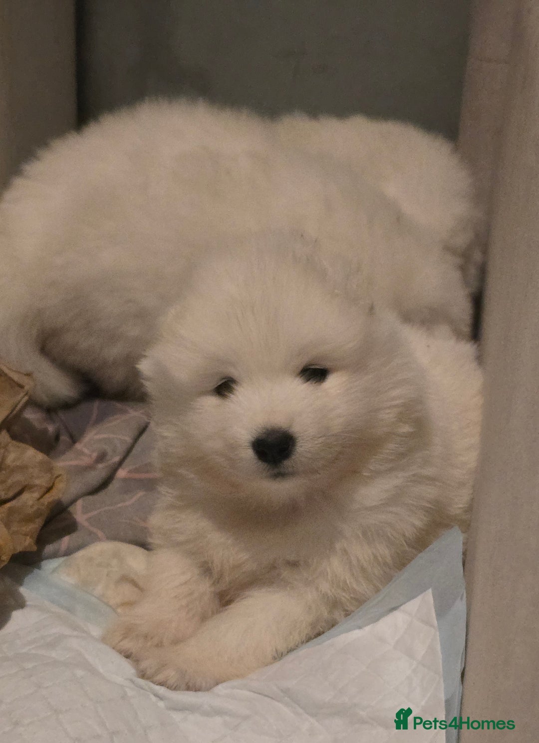 Samoyed dogs for sale: Registered samoyed puppies  - Advert 19