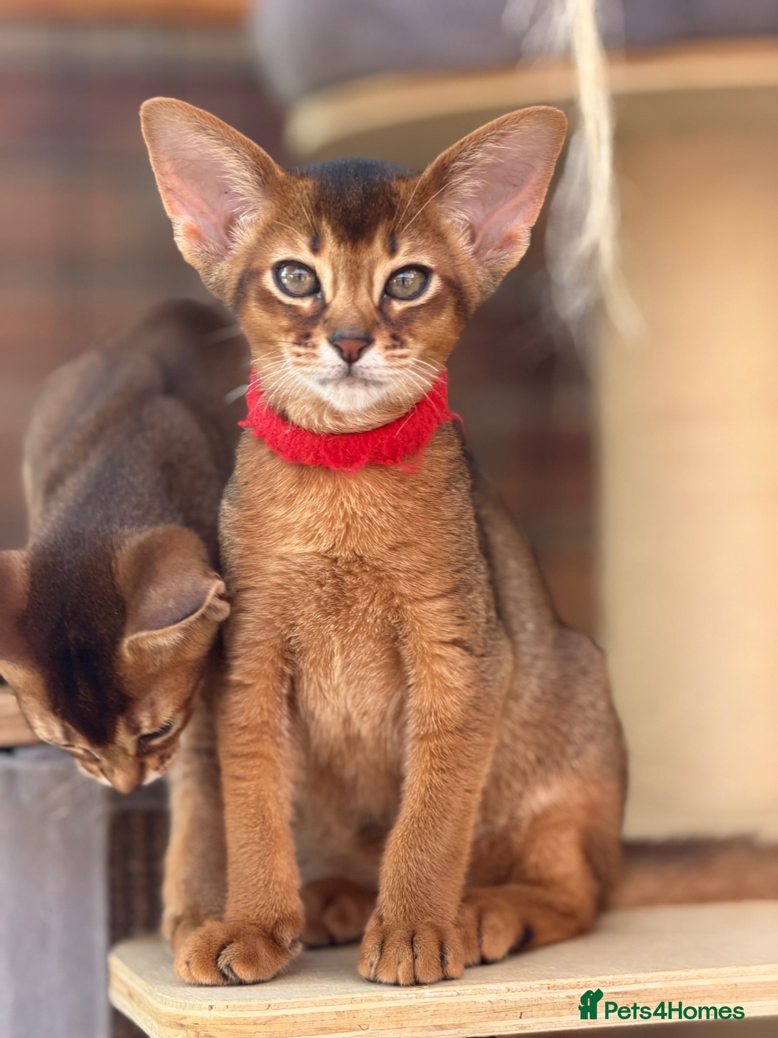 Abyssinian cats Pure breed Abyssinian kitten’s GCCF registered  - Advert 1