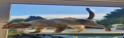 Tonkinese cats for sale: Loki - Tonkinese in Birmingham - Advert 5