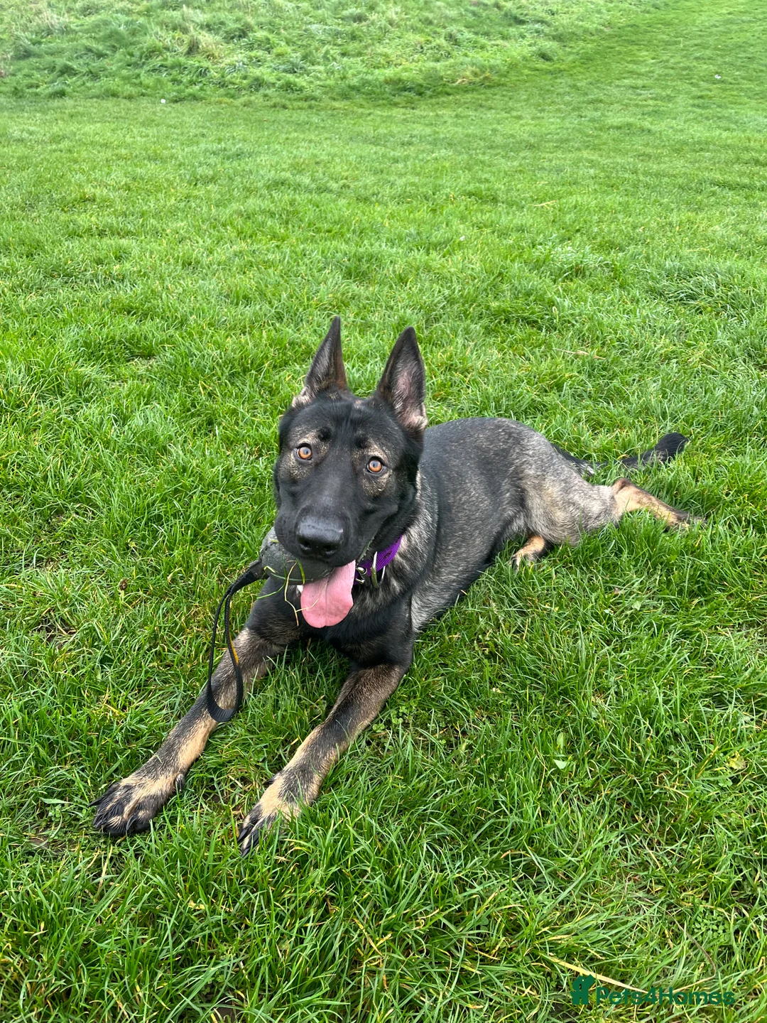 German Shepherd dogs for sale: Working Line German shepherd - Advert 7