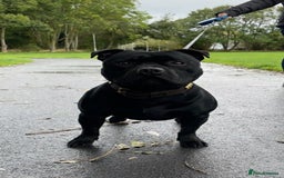 Staffordshire Bull Terrier dogs for stud: Phenomenal fertility- New Stud dog 2025 - Image 3