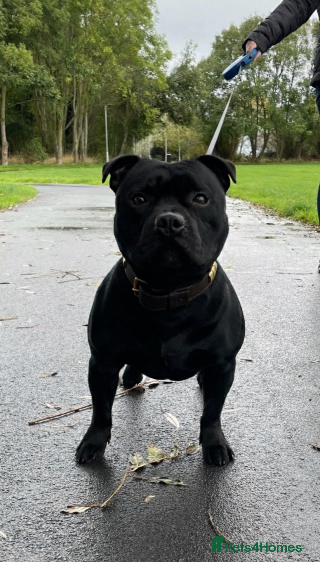 Staffordshire Bull Terrier dogs for stud: Phenomenal fertility- New Stud dog 2025 - Image 3
