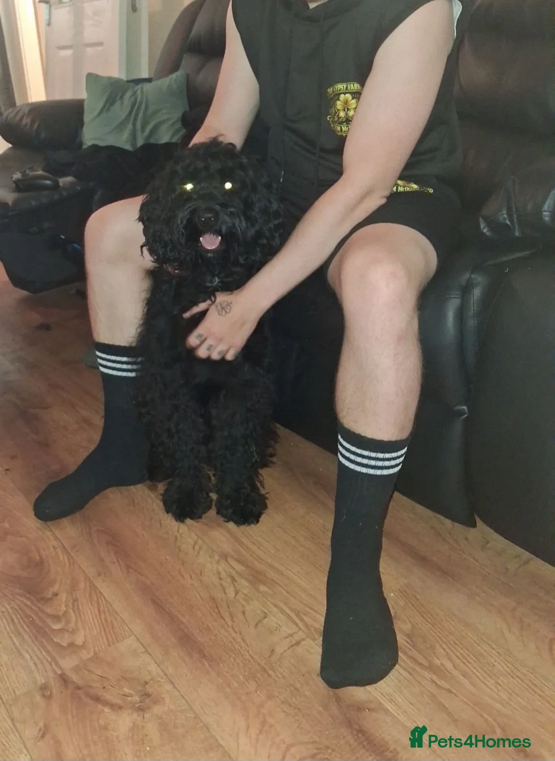 Cockapoo dogs for sale: Teddy B. 1 Year old Cockapoo (Fully Trained) in Halifax - Advert 2
