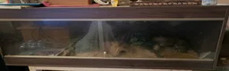 Snake reptiles for sale: Corn snake and vivarium for sale  in Liverpool - Advert 4
