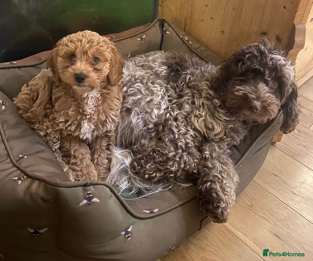 Miniature Poodle dogs for stud: Our Very handsome, charming Red Miniature Poodle  in Warrington - Advert 12