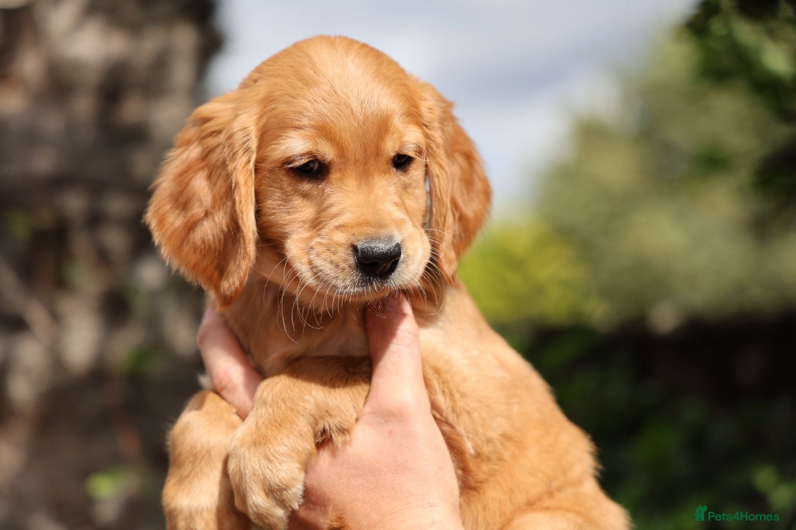Golden Retriever dogs Dark Red KC Registered Working Golden Retrievers - Advert 1