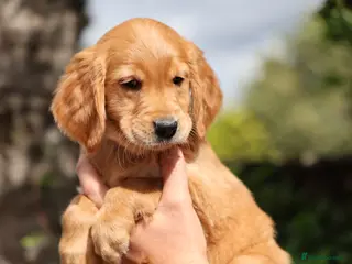 Golden Retriever dogs Dark Red KC Registered Working Golden Retrievers - Advert 1