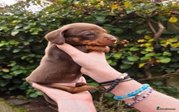 Miniature Dachshund dogs for sale: Beautiful KC registered miniature dachshund babies - Image 4
