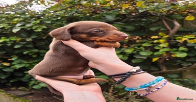 Miniature Dachshund dogs - Advert 8