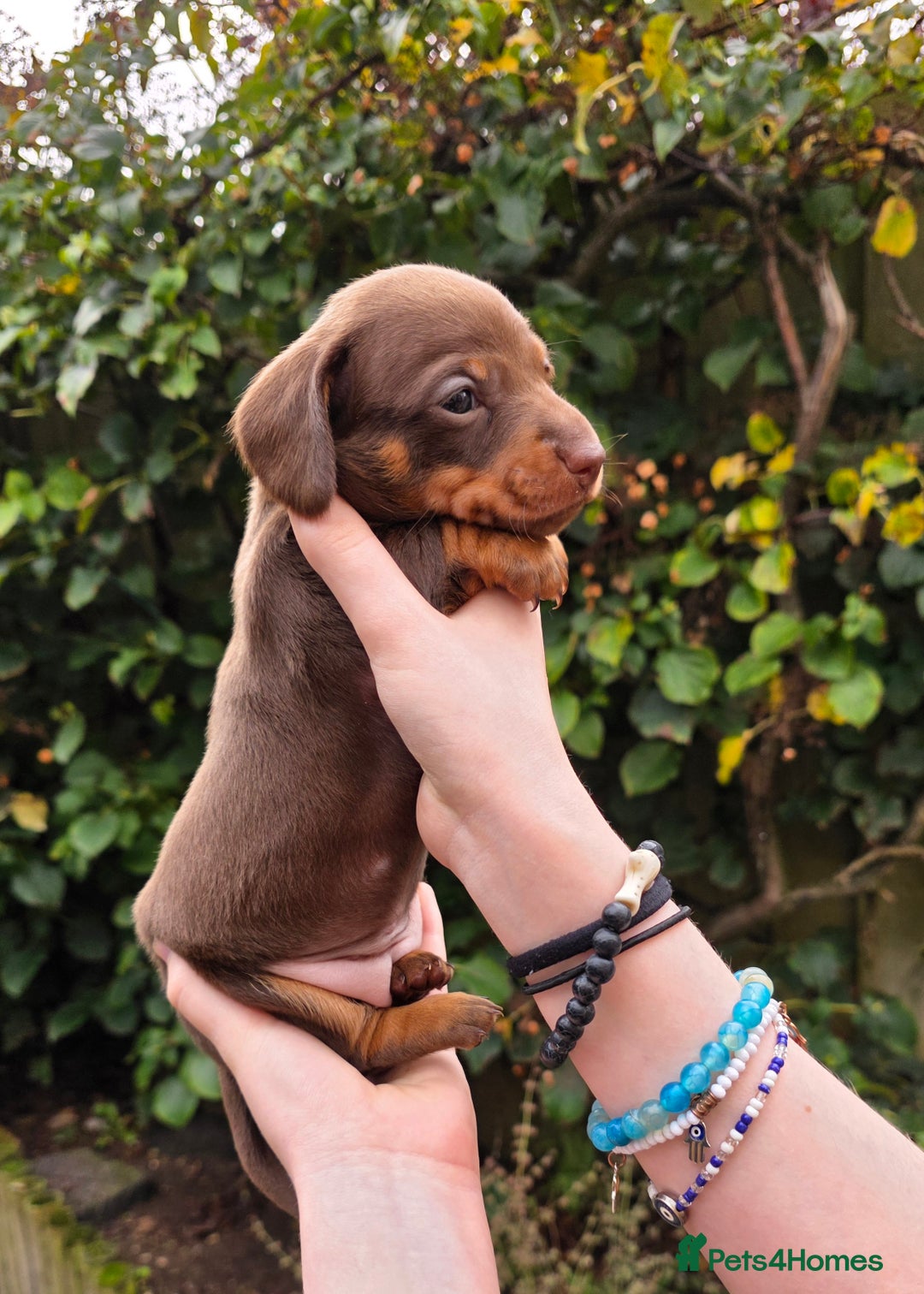 Miniature Dachshund dogs for sale: Beautiful KC registered miniature dachshund babies - Image 4