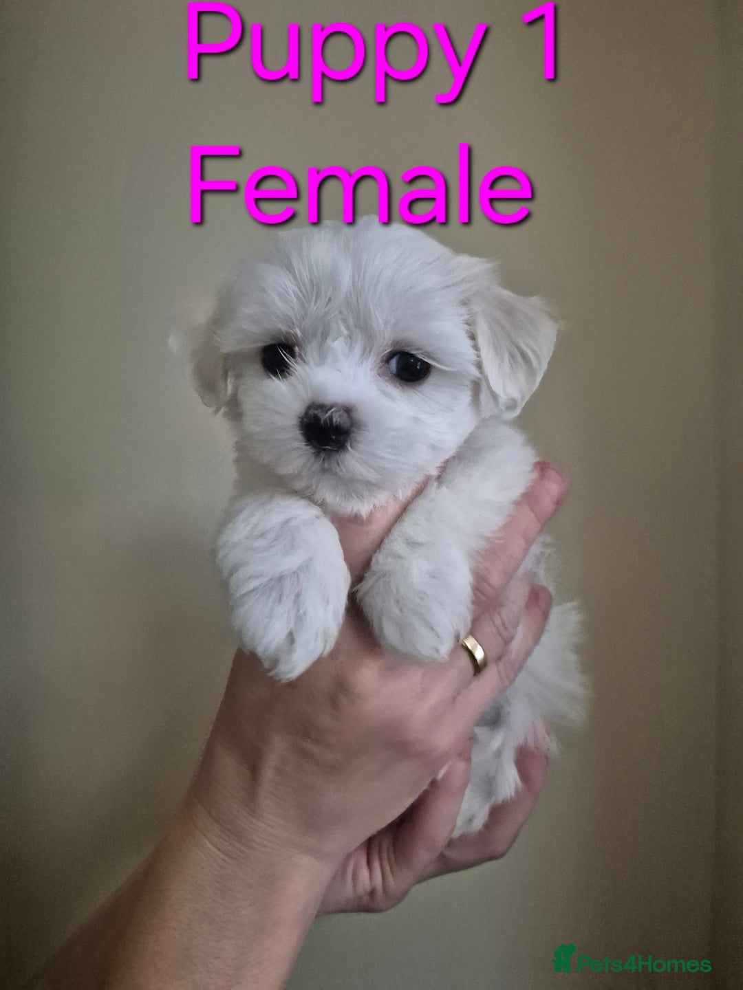 Maltese dogs for sale: Maltese Mini - Image 8