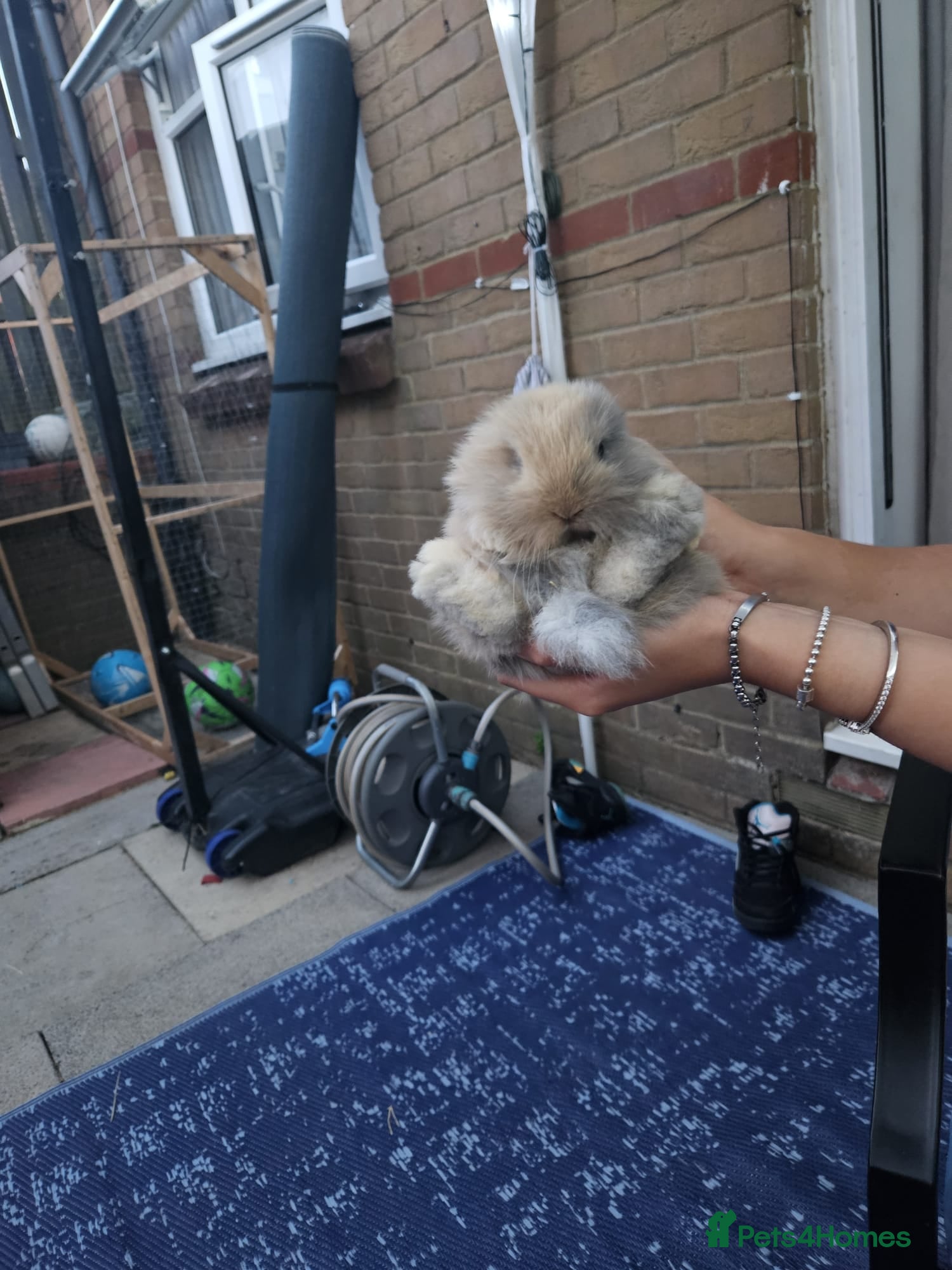 Mini Lion Lop rabbits Mini lion lops  - Advert 9