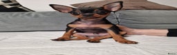 Miniature Pinscher dogs for sale: Miniature Pinscher - Advert 2