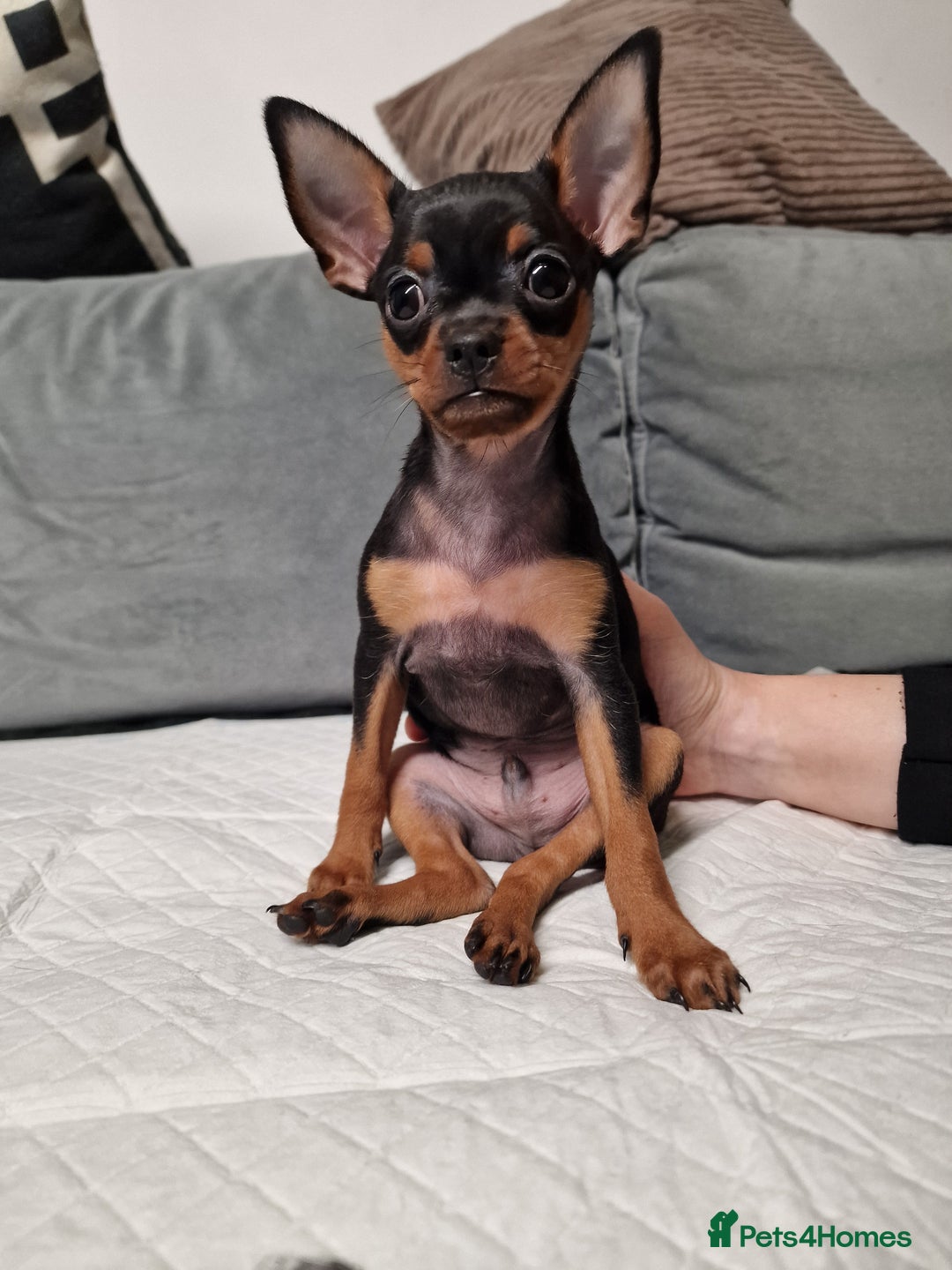 Miniature Pinscher dogs for sale: Miniature Pinscher - Advert 2