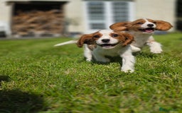 Cavalier King Charles Spaniel dogs for sale: Cavalier King Charles Puppies  - Image 13