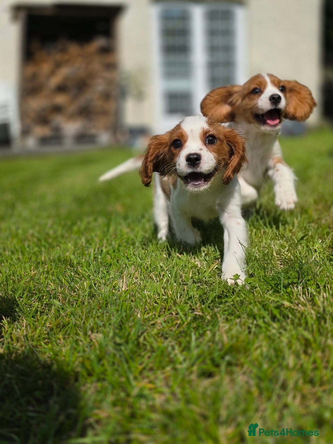 Cavalier King Charles Spaniel dogs for sale: Cavalier King Charles Puppies  - Image 13