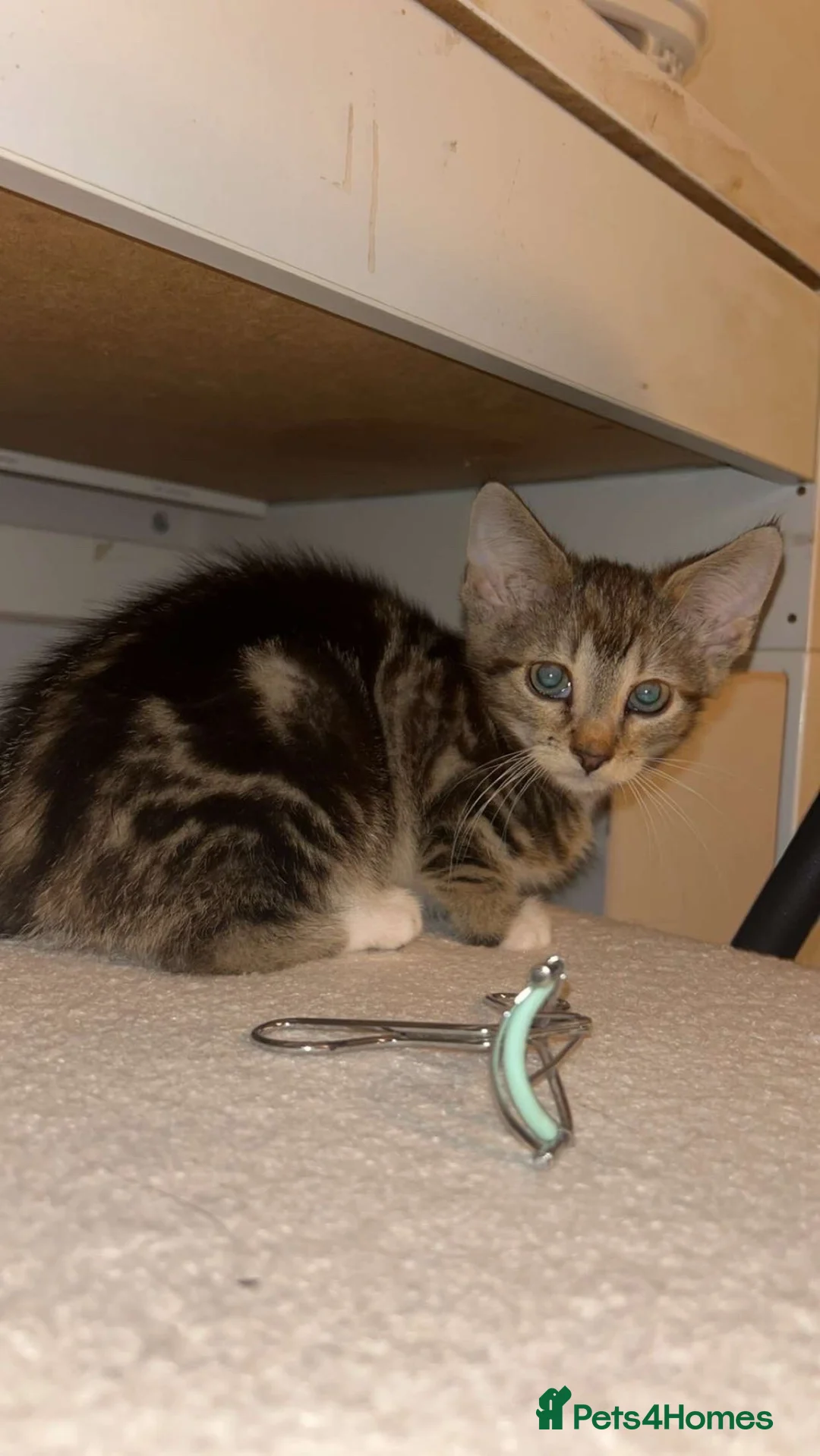 Mixed Breed cats for sale: Two kittens for sale  - Advert 6