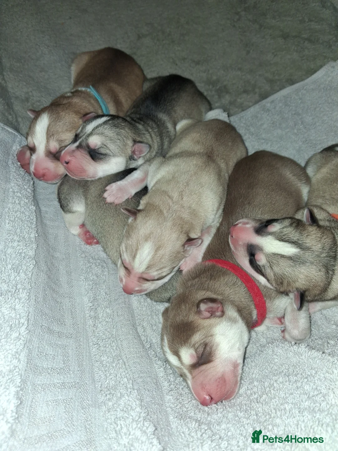 Siberian Husky dogs for sale: Sandra  in Peterborough - Advert 1