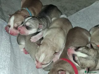 Siberian Husky dogs Sandra - Advert 1