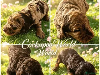 Cockapoo dogs DNA CLEAR,beautiful Cockapoos, Ready 5th November - Advert 8