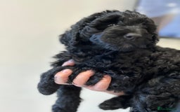 Mixed Breed dogs for sale: Beautiful standard size labradoodle x bernedoodle - Image 2
