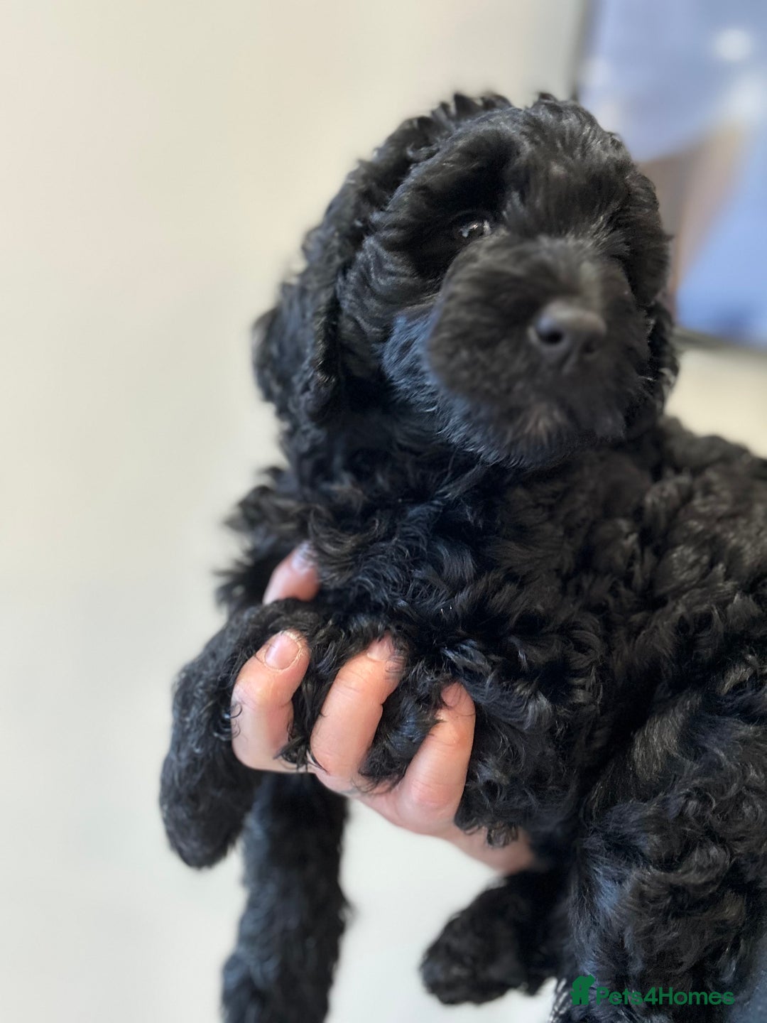 Mixed Breed dogs for sale: Beautiful standard size labradoodle x bernedoodle - Image 2