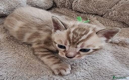 Bengal cats for sale: TICA Registered Bengal Kittens–Ready End Nov 25 - Image 7