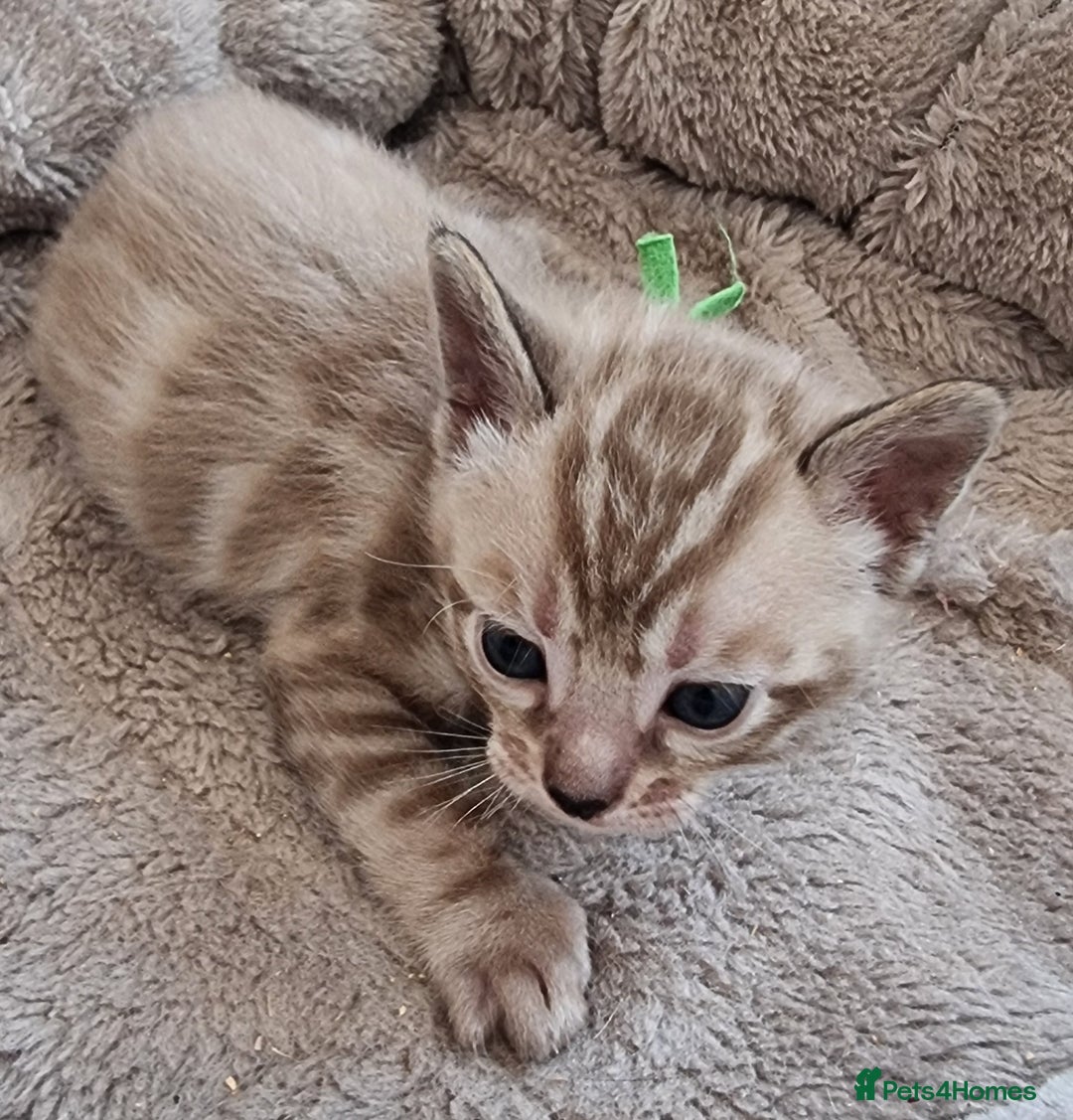 Bengal cats for sale: TICA Registered Bengal Kittens–Ready End Nov 25 - Image 7