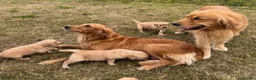 Golden Retriever dogs for sale: Beautiful KC Golden Retriever Puppies  - Advert 1