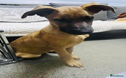 Belgian Shepherd Dog dogs for sale: Belgian Shepherd  - Image 5