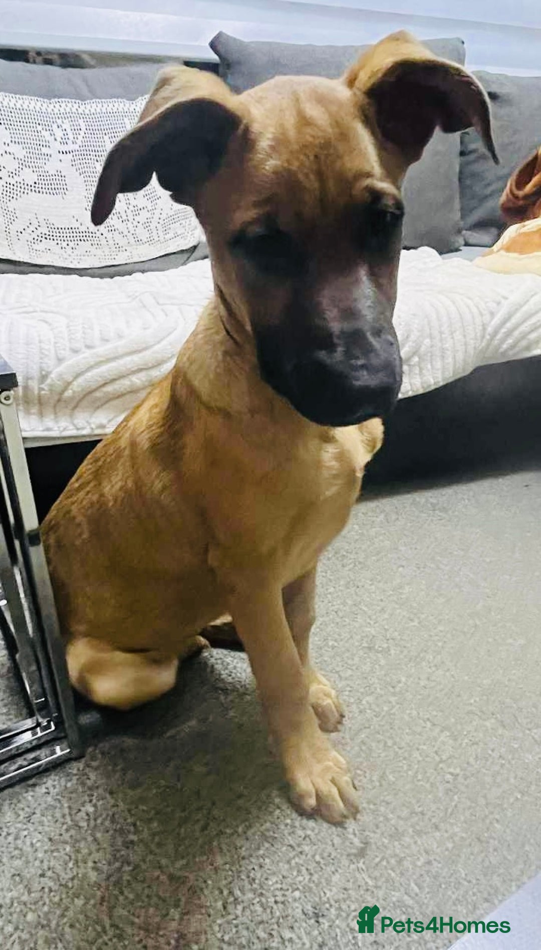 Belgian Shepherd Dog dogs for sale: Belgian Shepherd  - Image 5