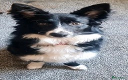 Mixed Breed dogs for sale: Border collie x cocker spaniel  - Image 7