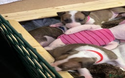 English Bull Terrier dogs for sale: English bull terriers  - Image 3