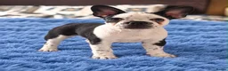 French Bulldog dogs for sale: LAST BOY £700 - Advert 1