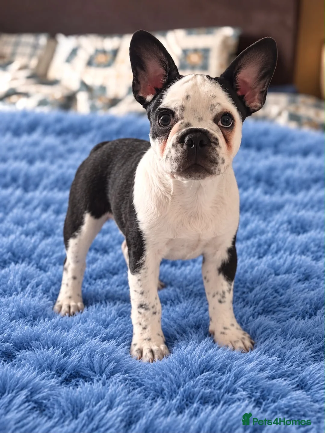 French Bulldog dogs for sale: LAST BOY £700 - Advert 1