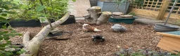 Chickens poultry for sale: Wyandotte Bantams Silver Laced in Crediton - Advert 7