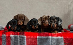 Miniature Dachshund dogs for sale: STUNNING DACHSUND PUPPIES  - Image 14