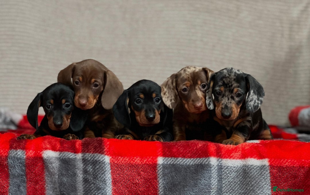 Miniature Dachshund dogs for sale: STUNNING DACHSUND PUPPIES  - Image 14