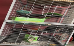 Rat rodents for sale: 2 female rats - Image 3