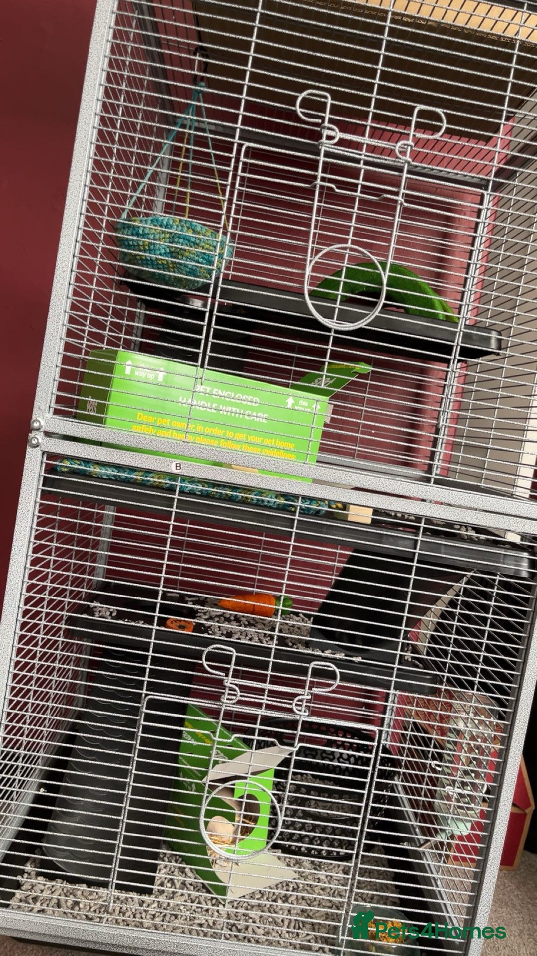 Rat rodents for sale: 2 female rats - Image 3
