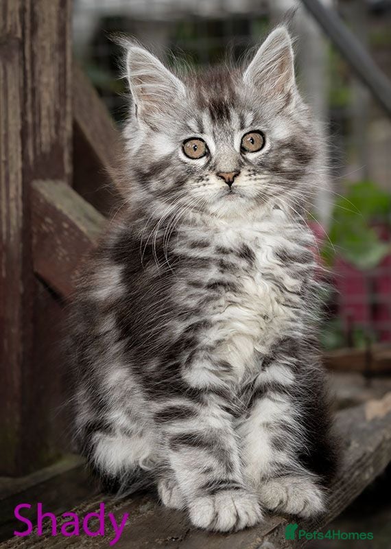 Maine Coon cats Polydactyl Maine Coon kittens are available  - Advert 2